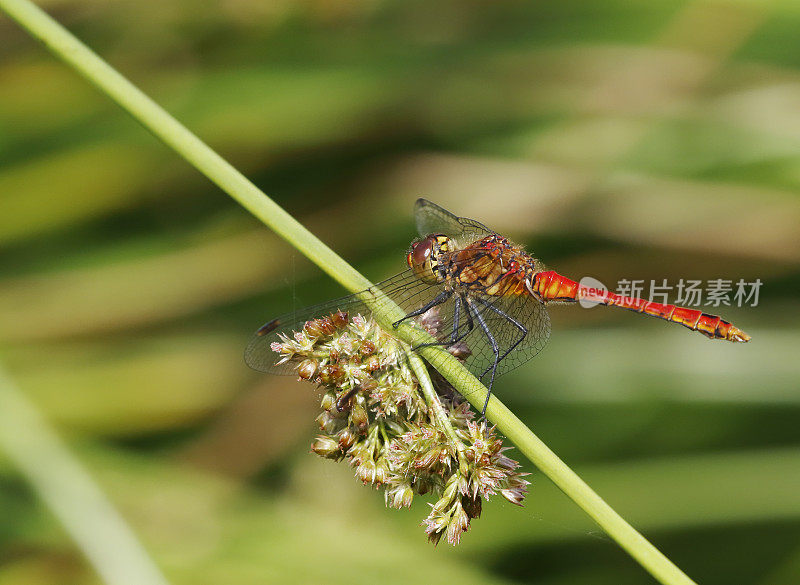 红箭蜻蜓(Sympetrum sanguineum)雄性